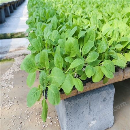 小白菜种子种苗 可露天种植 早熟性好 抗青枯 叶片厚实翠绿