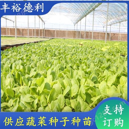小白菜种苗 大小均匀 白 菜幼苗 植株长势强 基质育苗