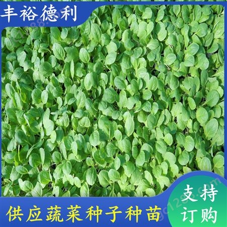 小白菜种苗 穴盘基质苗 耐抽苔 叶帮薄 外叶绿 丰裕