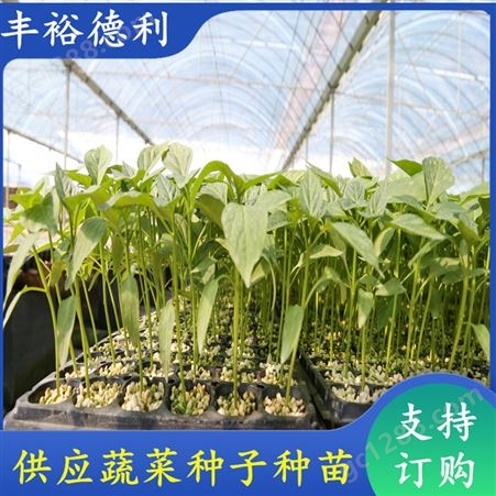 四季羊角椒苗 有明显优势 适宜多种环境种植 四叶一心