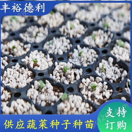 丝瓜种子种苗 果实商品性优 株型好 颜色翠绿 温室种植