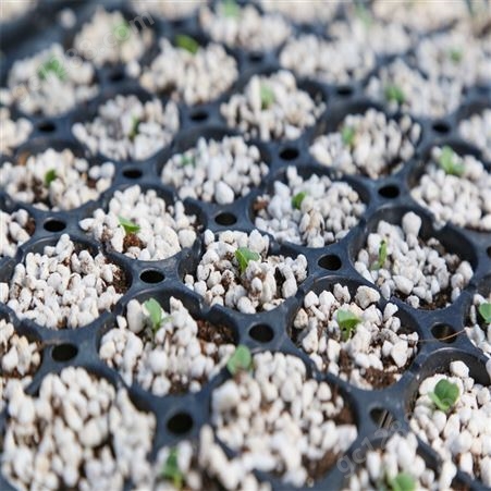 丝瓜种子种苗 果实商品性优 株型好 颜色翠绿 温室种植