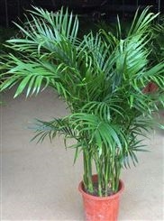 富贵椰子竹出租 客厅大型绿植 室内轻奢好养 净化空气