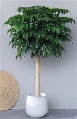 四季可养长青绿宝树出租 150cm 喜光照 室内外均适用